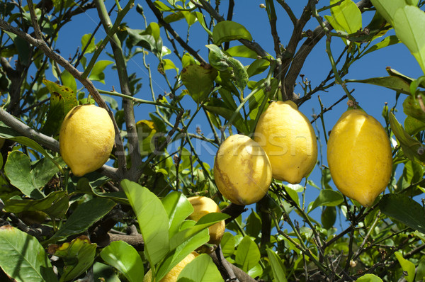 Limón frutas rama árbol alimentos frutas Foto stock © deyangeorgiev