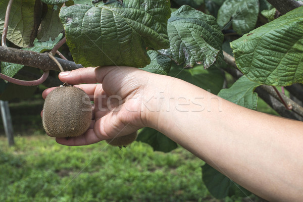 Kiwi planta día luz alimentos Foto stock © deyangeorgiev