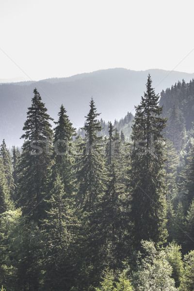 Green fir forest Stock photo © deyangeorgiev