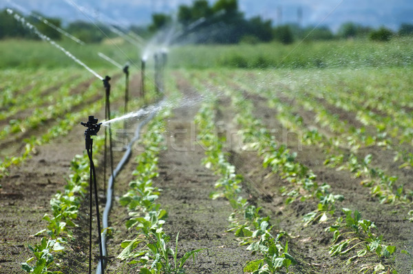 Irrigation agricole terres eau alimentaire jardin [[stock_photo]] © deyangeorgiev