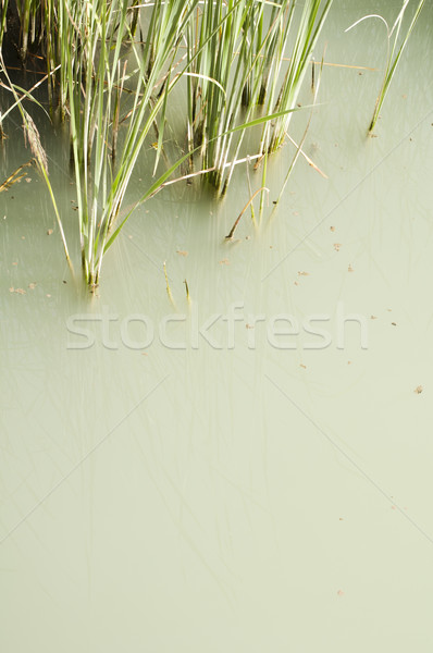 Stock photo: Cane in River