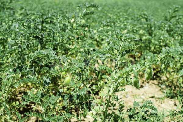 Plantage voedsel gezondheid groene plant voorraad Stockfoto © deyangeorgiev