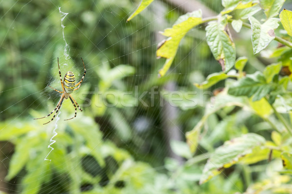 Spider in a garden Stock photo © deyangeorgiev