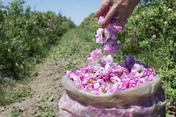 Plantage Nutzpflanzen Rosen benutzt Parfüm Industrie Stock foto © deyangeorgiev