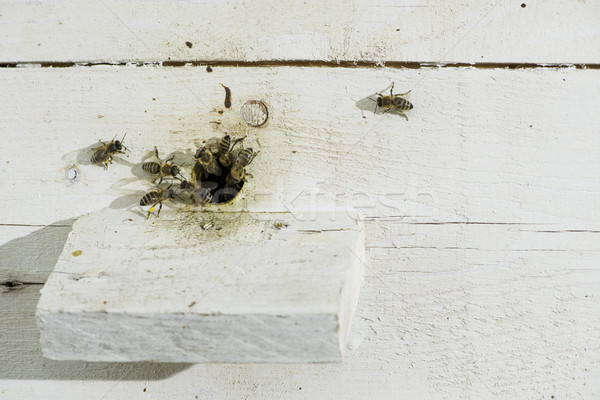 Méhek kaptár fehér méhkaptár család munka Stock fotó © deyangeorgiev