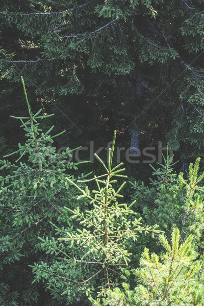 Green fir forest Stock photo © deyangeorgiev