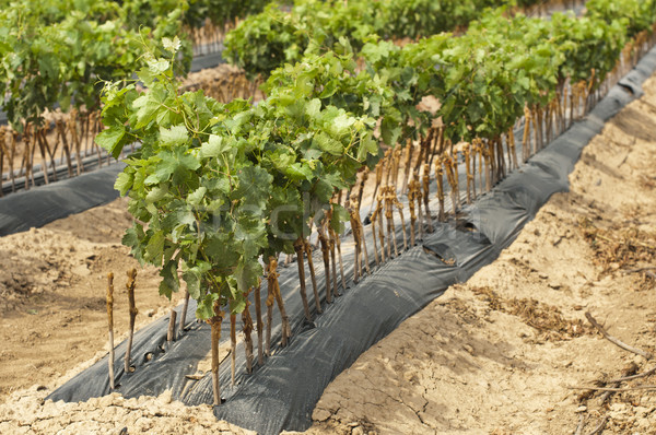 Young Vineyards in rows. Stock photo © deyangeorgiev