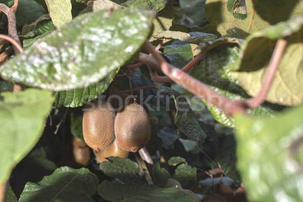 Kiwi plant Stock photo © deyangeorgiev