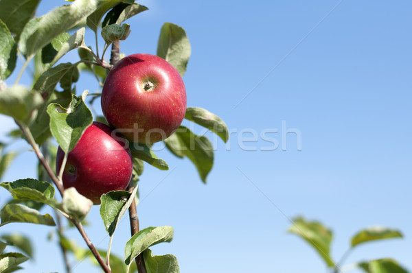 Pommier rouge pommes ciel bleu ciel nature [[stock_photo]] © deyangeorgiev