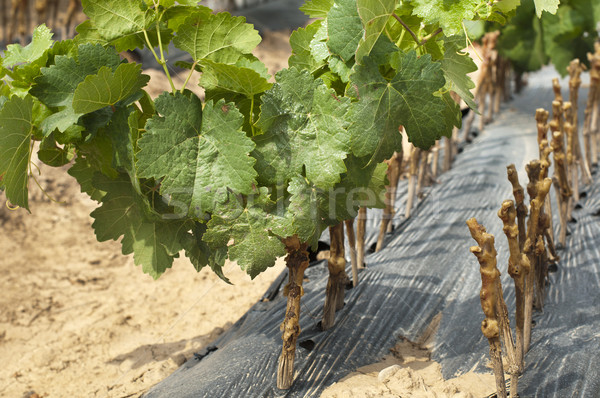 Stock photo: Young Vineyards in rows.