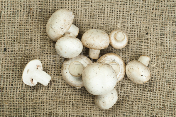 Stock photo: Mushrooms