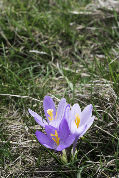 Niebieski krokus słońce świetle fioletowy Zdjęcia stock © deyangeorgiev