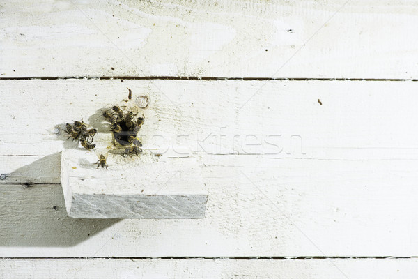蜜蜂 蜂巢 白 家庭 工作 商業照片 © deyangeorgiev
