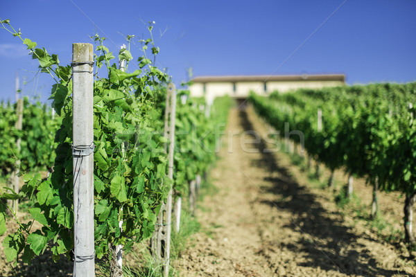 Vine plantations and farmhouse in Italy Stock photo © deyangeorgiev