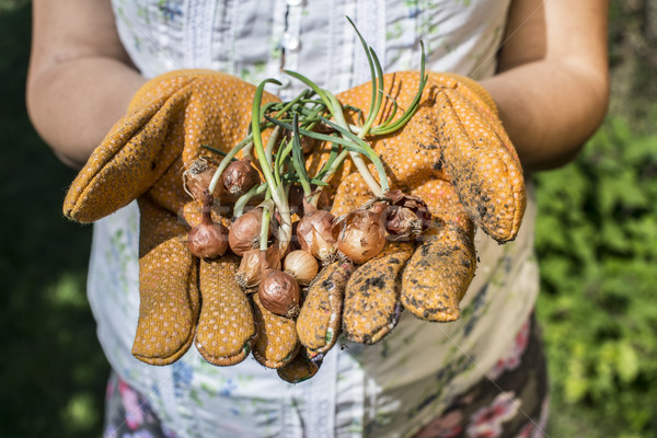 Mãos manter planta jardim primavera Foto stock © deyangeorgiev
