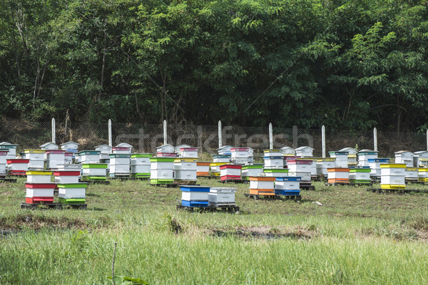 Beehives in bee farm Stock photo © deyangeorgiev