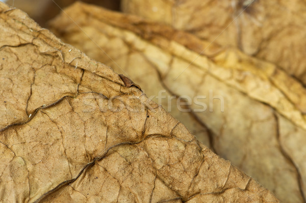 Secado tabaco hojas detalles primer plano textura Foto stock © deyangeorgiev
