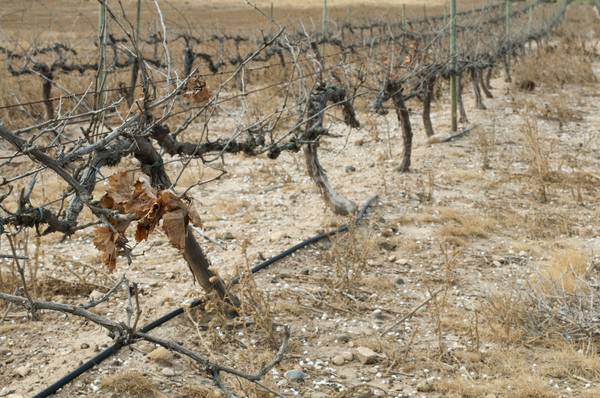 Poor harvest vineyards Stock photo © deyangeorgiev