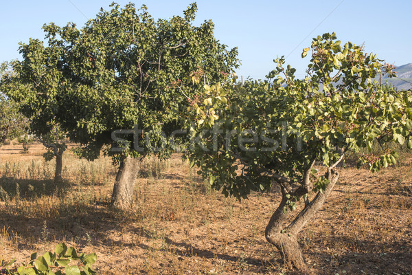 Pistachio trees Stock photo © deyangeorgiev