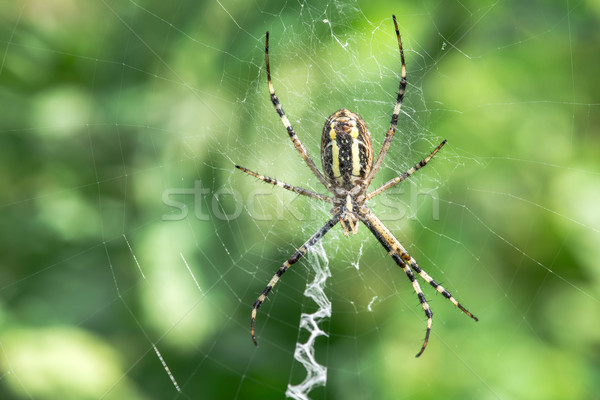 Spider in a garden Stock photo © deyangeorgiev