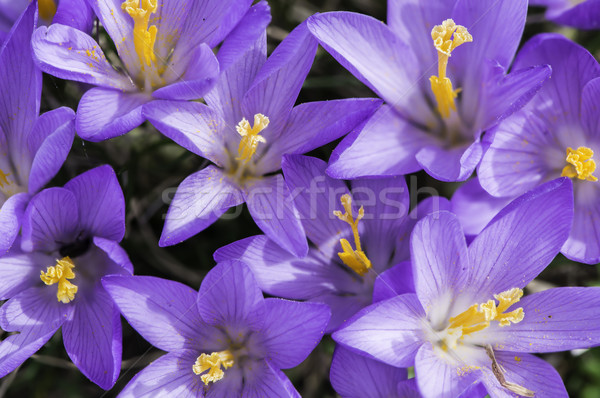 Niebieski krokus słońce świetle fioletowy Zdjęcia stock © deyangeorgiev