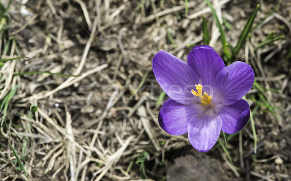 Niebieski krokus słońce świetle fioletowy Zdjęcia stock © deyangeorgiev