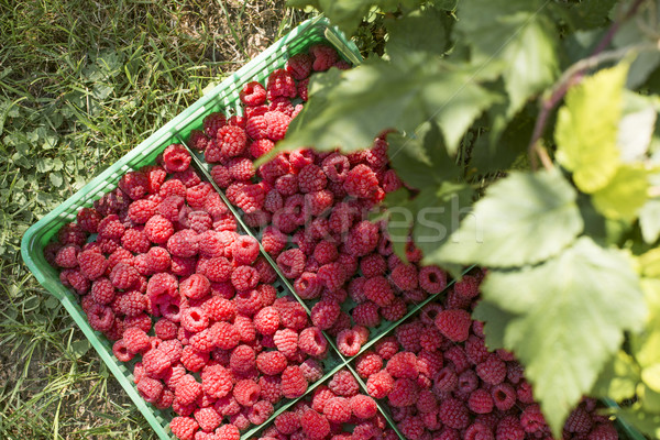 Framboises vert caisse jardin fruits été Photo stock © deyangeorgiev