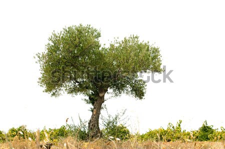 Olijfboom witte grond geïsoleerd hemel boom Stockfoto © deyangeorgiev