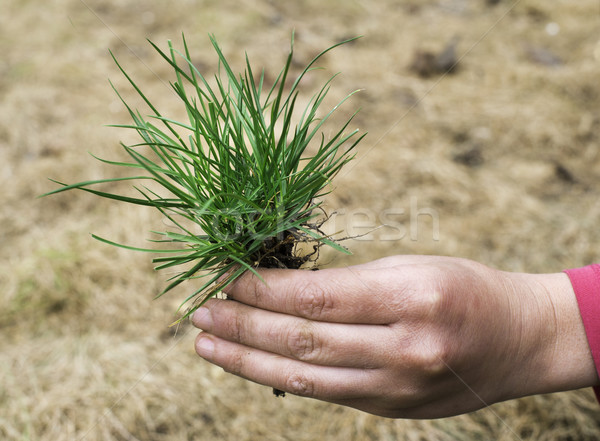 Tőzeg fű Föld kéz tart textúra Stock fotó © deyangeorgiev