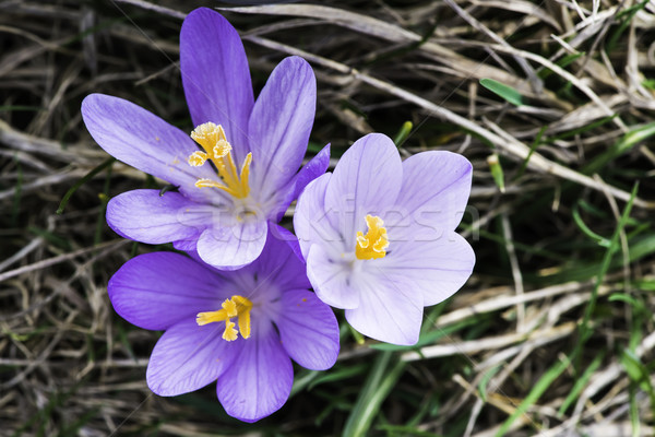 Niebieski krokus słońce świetle fioletowy Zdjęcia stock © deyangeorgiev