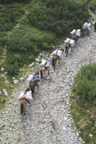 Horses laden with baggage climb the mountain Stock photo © deyangeorgiev