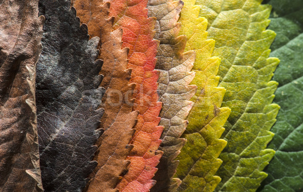 Hojas de otoño carretera árbol forestales resumen calle Foto stock © deyangeorgiev