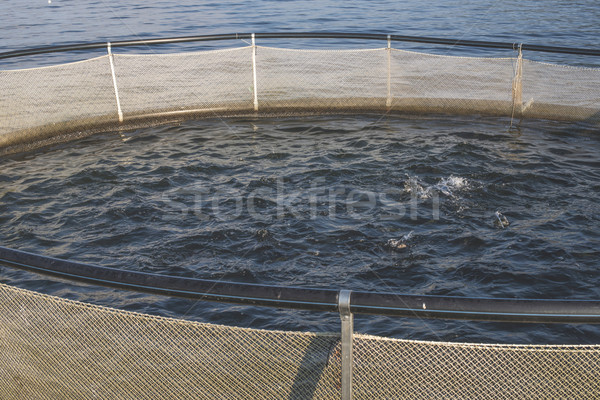 Cages for fish farming Stock photo © deyangeorgiev