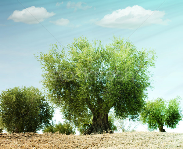 Foto stock: Oliva · árvores · plantação · nublado · céu