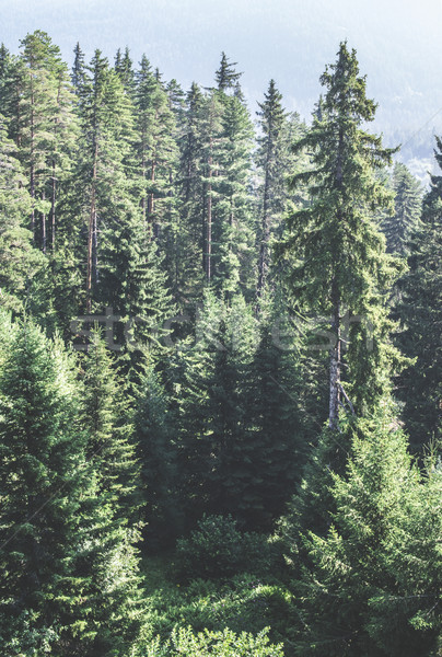 Green fir forest Stock photo © deyangeorgiev