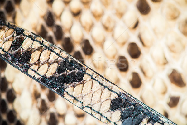 Texture of genuine snakeskin Stock photo © deyangeorgiev