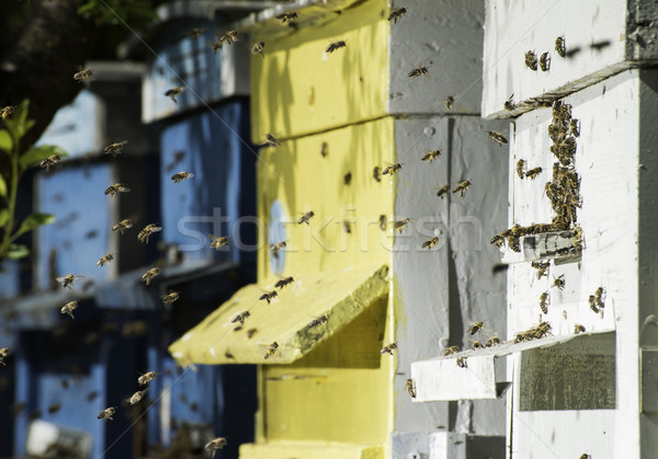 Stock photo: Swarm of bees fly to beehive