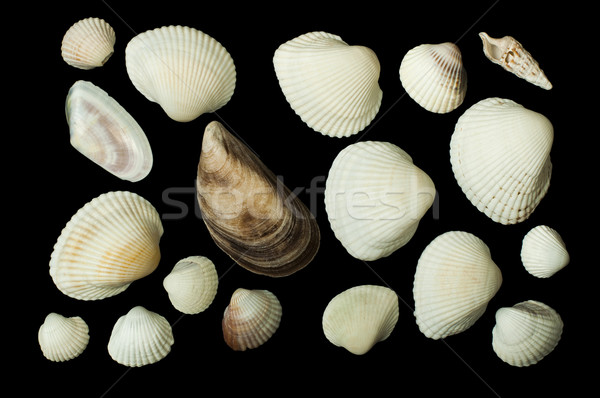 Set of sea ​​shells black isolated Stock photo © deyangeorgiev