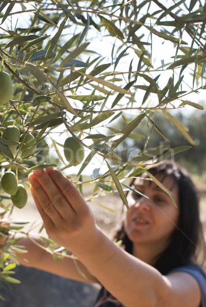 оливками оливкового филиала Греция Сток-фото © deyangeorgiev