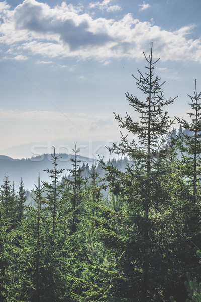 Green fir forest Stock photo © deyangeorgiev