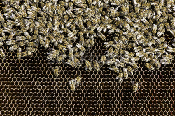 Foto stock: Muitos · abelhas · favo · de · mel · natureza · trabalhando