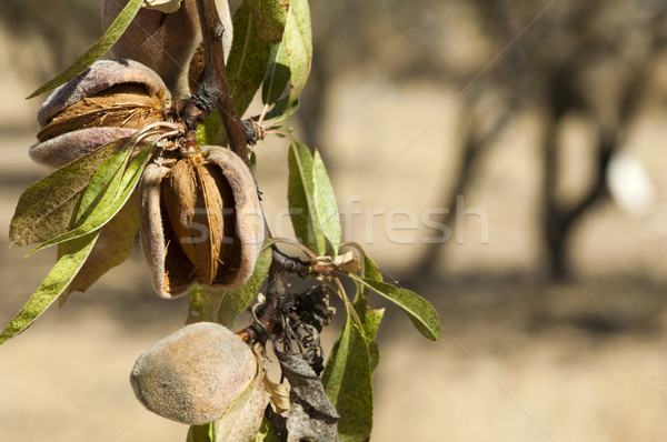 Stock photo: Nearly ripe almonds