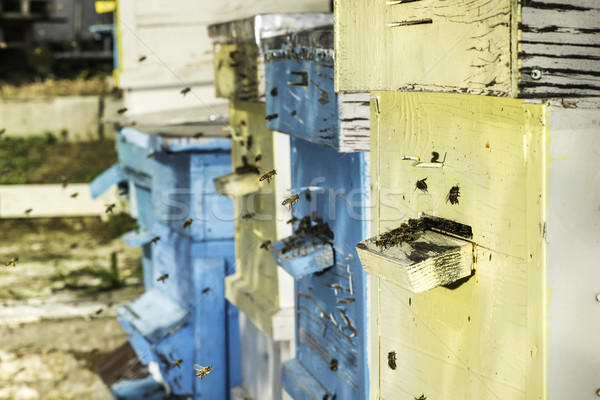 Stock photo: Swarm of bees fly to beehive