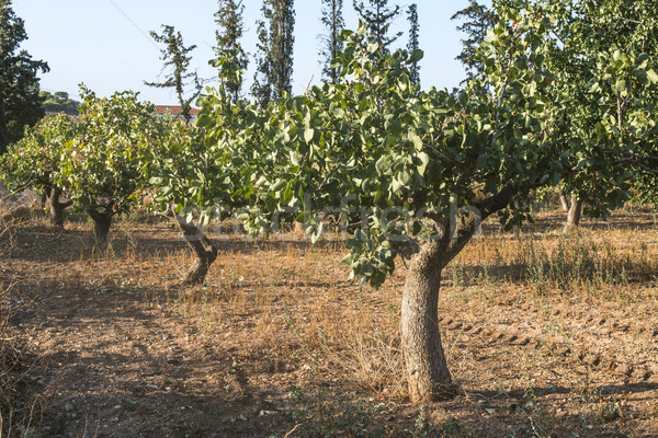 Pistachio trees Stock photo © deyangeorgiev