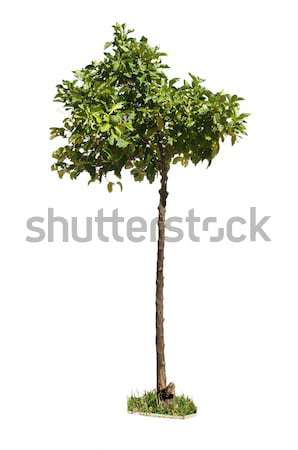 Orange tree with green fruits white isolated  Stock photo © deyangeorgiev