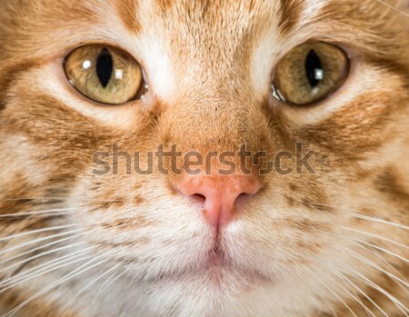 Narancs macska közelkép szemek ormány szem Stock fotó © deyangeorgiev