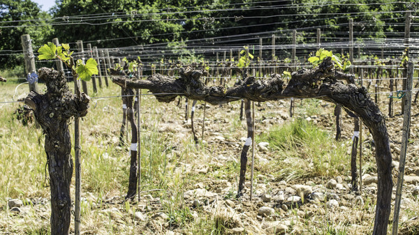 Budding vineyards Stock photo © deyangeorgiev