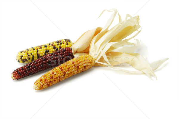 Three colorful dried Indian corns Stock photo © dezign56