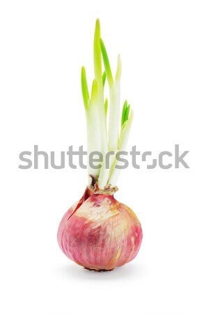 Stockfoto: Ui · lamp · groeiend · jonge · natuur · groene