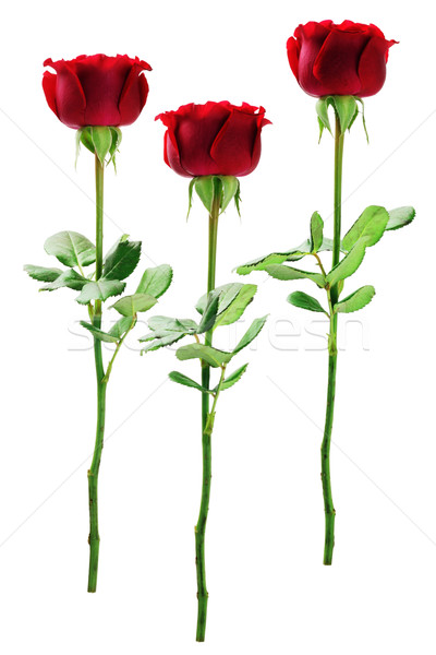 Red Roses Stock photo © dezign56